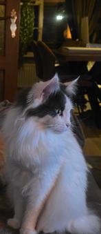 Maincoon poes., Dieren en Toebehoren, Poes, Gechipt