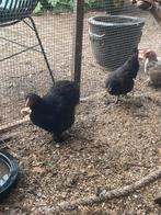 Verschillende cochin krielen, Meerdere dieren, Kip