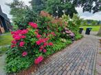 Tuinplanten, Vaste plant, Halfschaduw, Zomer, Ophalen