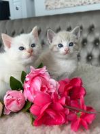 Kittens kruising Heilige birmaan x Maincoon, Meerdere dieren, Ontwormd, 0 tot 2 jaar
