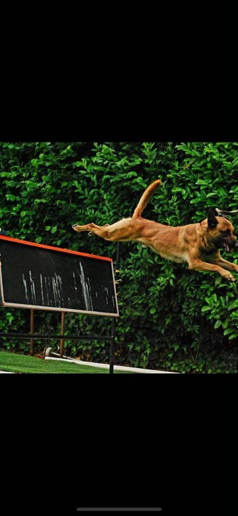 Mechelse herder reu afgerichte politiehond & bewakingshond, Dieren en Toebehoren, Honden | Herdershonden en Veedrijvers, Meerdere dieren