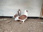 Jonge kleurpostduiven, Meerdere dieren, Postduif