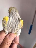Geel mozaïek agaat opaal, Dieren en Toebehoren, Vogels | Kanaries, Meerdere dieren, Kleurkanarie
