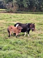 Zwartbonte merrie met veulen, Merrie, A pony (tot 1.17m)