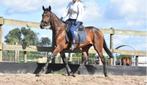 Braaf aangereden, goed bewegende, grote E merrie, Dieren en Toebehoren, Paarden, Merrie, Minder dan 160 cm, Gechipt, Niet van toepassing