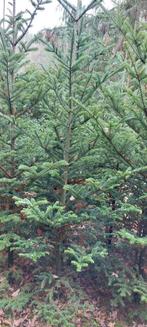 Picea omorika en Koreaanse Spar, Ophalen, Overige soorten, Minder dan 100 cm