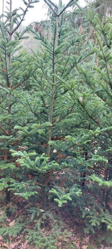 Picea omorika en Koreaanse Spar beschikbaar voor biedingen