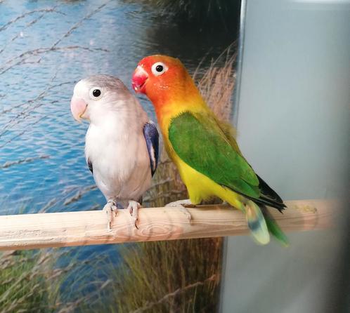 Super mooie agapornissen in diverse kleurmutaties., Dieren en Toebehoren, Vogels | Parkieten en Papegaaien, Dwergpapegaai of Agapornis