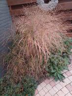 Pluimgierst grote pol, Tuin en Terras, Planten | Tuinplanten, Ophalen, Overige soorten, Volle zon