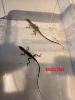 Diverse jonge koppels anolissen, Hagedis, 0 tot 2 jaar