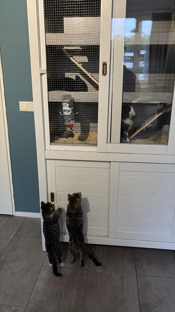 Wit grijs en zwart konijn, Dieren en Toebehoren, Mannelijk, Dwerg, 0 tot 2 jaar