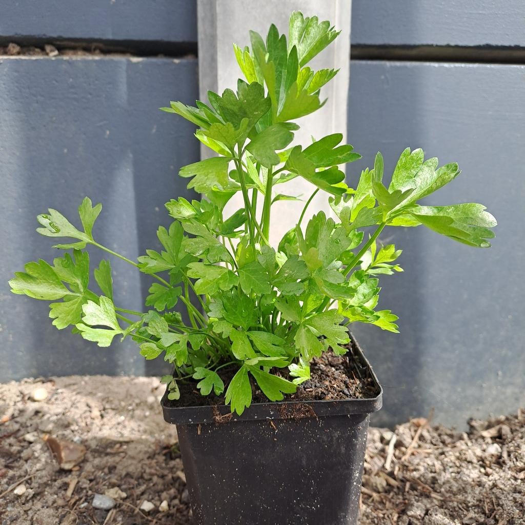 Aardbeiplanten, kruiden e.d., Ophalen of Verzenden, Vaste plant, Kruiden, Volle zon