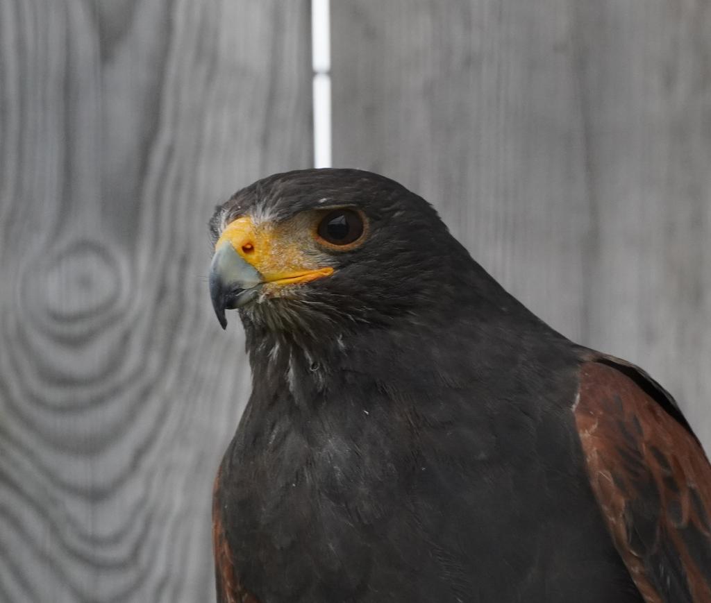 Woestijnbuizerd tarsel, Dieren en Toebehoren, Vogels | Overige Vogels, Mannelijk, Roofvogel, Geringd