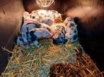 Bonte Bentheimer biggen, Dieren en Toebehoren, Meerdere dieren, Varken, 0 tot 2 jaar