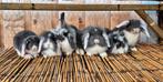Jonge lieve tamme Hangoor Dwerg konijntjes te koop, Meerdere dieren, Dwerg