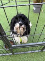 Cavapoo reutje van ruim 8 maandjes zoek blijvend huisje, Parvo, 15 weken tot 1 jaar, Reu, Eén hond