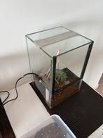 Thaise trechterspin te koop, Ophalen, Zo goed als nieuw