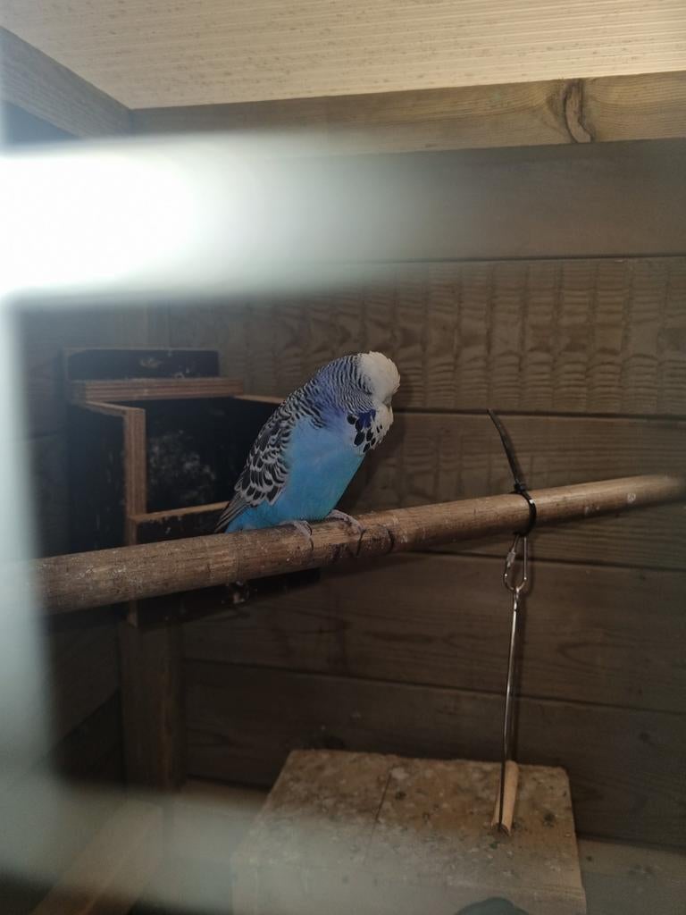 Engelse grasparkiet blauw, Dieren en Toebehoren, Mannelijk, Parkiet