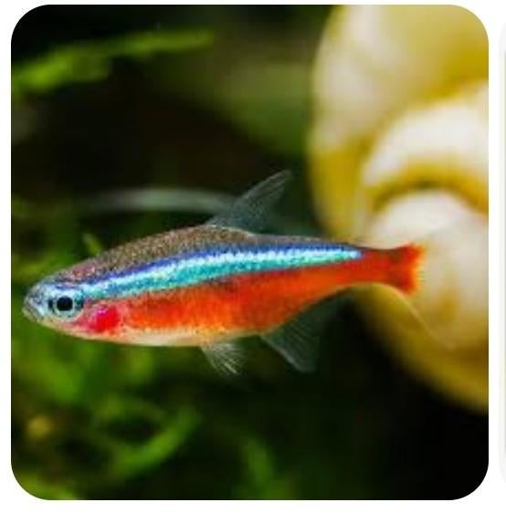 Gezocht neon tetra vissen, Dieren en Toebehoren, Vis
