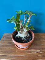 Woestijnroos - Adenium obesum - Unieke vetplant, Volle zon, Vaste plant, Zomer, Ophalen