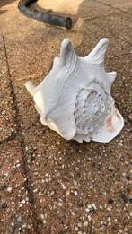 Cassis cornuts schelp, Ophalen of Verzenden