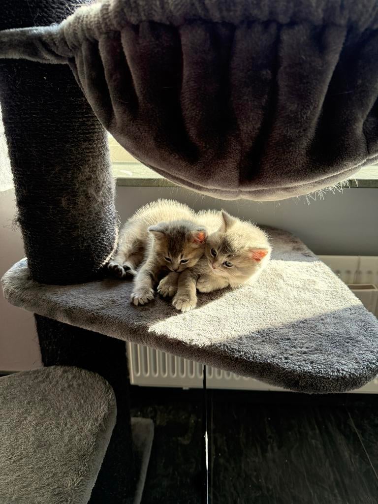 British shorthair kitten, Dieren en Toebehoren, Katten en Kittens | Raskatten | Korthaar, Meerdere dieren, 0 tot 2 jaar, Ontwormd