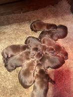 9 bruine labrador pups, 8 tot 15 weken, Labrador retriever, Parvo, Meerdere