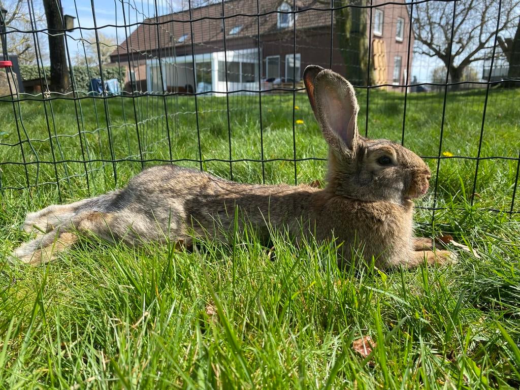 Laatste lotharingers van het nest., Dieren en Toebehoren, Konijnen, Groot, Mannelijk, 0 tot 2 jaar