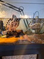 Waterschildpadden, Dieren en Toebehoren, Reptielen en Amfibieën, Schildpad, Met terrarium, 11 jaar of ouder