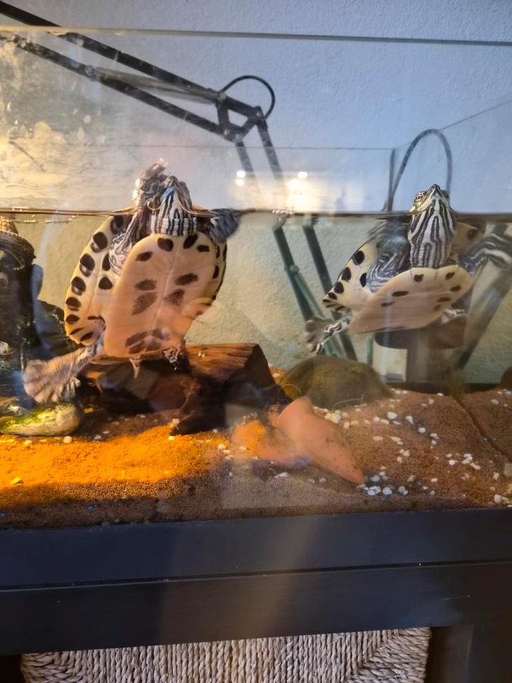 Waterschildpadden Turtle - unknown for sale from Laurie