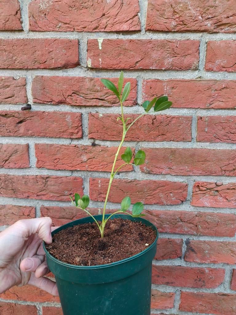 Pinda plant, Ophalen of Verzenden, Minder dan 100 cm, Overige soorten, Zomer