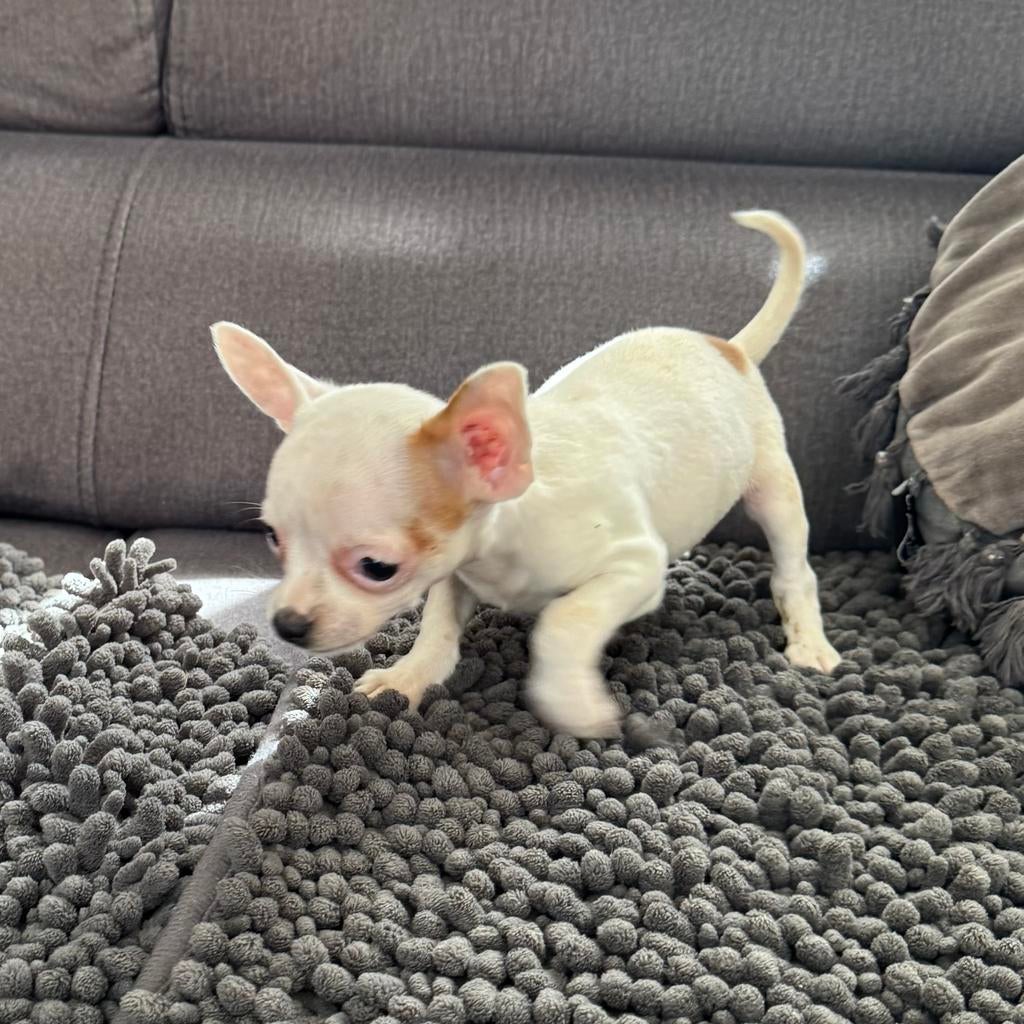 Raszuivere mini chihuahua teefjes en een reutje pupys, Parvo, 8 tot 15 weken, Teef, Meerdere