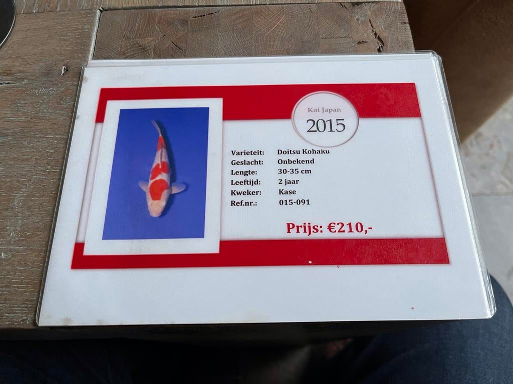 Te koop aangeboden koi-vis Doitsu Kohaku., Karper of Koi