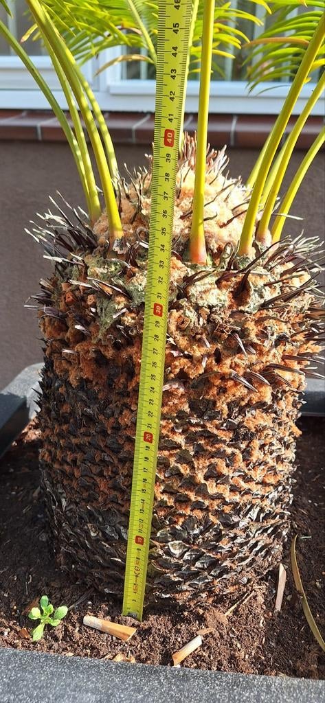 Cycas panzhihuaensis met pot, Tuin en Terras, Planten | Bomen, Volle zon, Bloeit niet, Minder dan 100 cm, Overige soorten