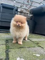 Laatste twee prachtige pomeriaan/pomeranian pups, HCC (leverziekte), Overige rassen, 8 tot 15 weken, Meerdere