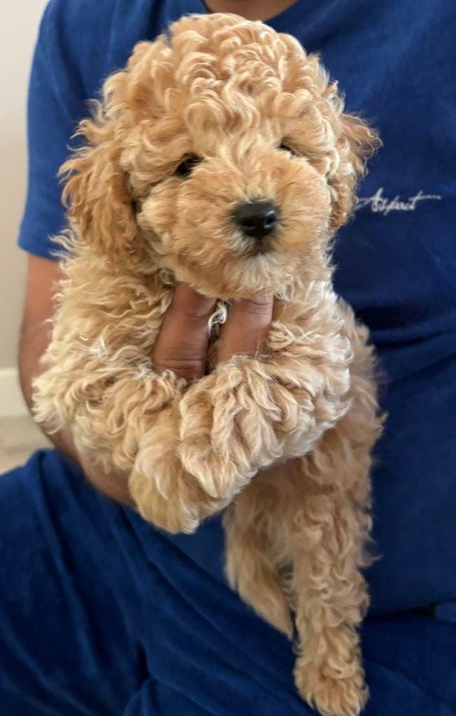 Toy poedel puppys toypoedel, Poedel, Parvo, Reu, 8 tot 15 weken