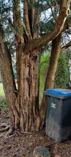 Taxushout voor planken bogen draaien, Ophalen of Verzenden, Bloeit niet, Halfschaduw, Overige soorten