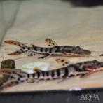Gezocht,tiger shovelnose catfish, Dieren en Toebehoren, Vis