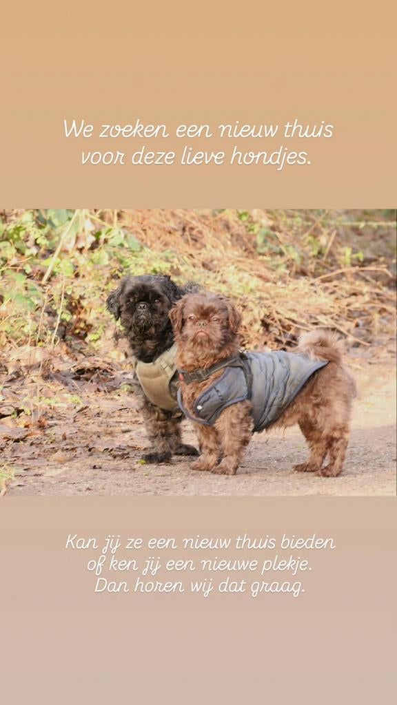 2 Shih Tzu reutjes - 7 jaar - stamboom, 6 jaar of ouder, Meerdere, Nederland, Particulier