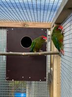 Pyrrhura rhodocephala, Dieren en Toebehoren, Meerdere dieren, Parkiet, Geringd