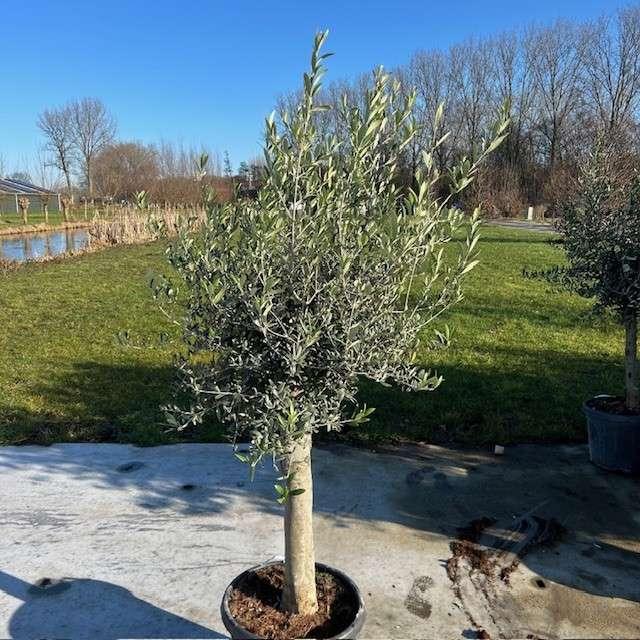 Olijfbomen, olijf, Olea europaea, uit voorraad geleverd, Tuin en Terras, Planten | Bomen, Ophalen of Verzenden, In pot, Olijfboom
