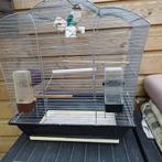 Agaponis, Dieren en Toebehoren, Mannelijk, Tam