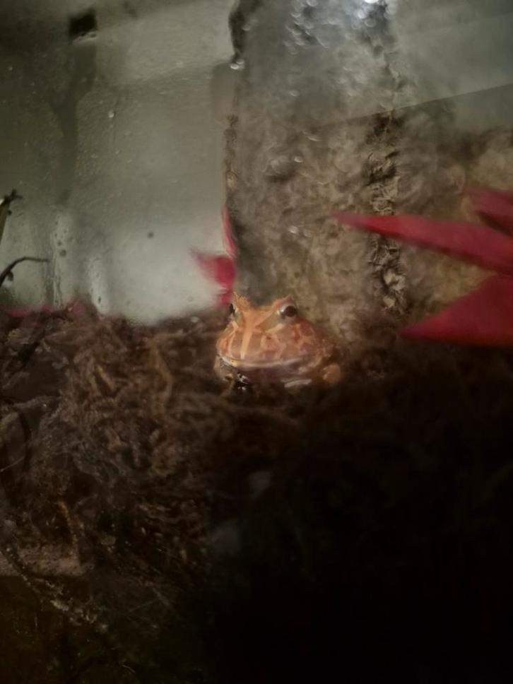 Pacman kikker "Strawberry" te koop Frog - unknown for sale from Venom