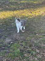 Boerderij poezen/ katten gratis ophalen, Poes