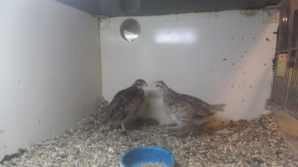 Boomkwartels, Dieren en Toebehoren, Meerdere dieren