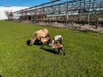 Maasduinen lammeren te koop evt met moeders, Vrouwelijk, Schaap