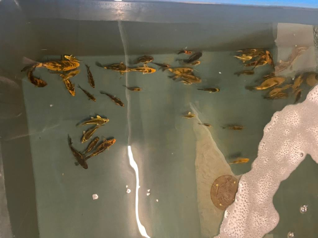 Mooie koi karppers te koop, Dieren en Toebehoren, Vissen | Vijvervissen, Karper of Koi
