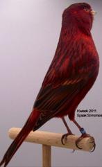 Gezocht zwart kobalt rood poppen, Vrouwelijk, Kleurkanarie