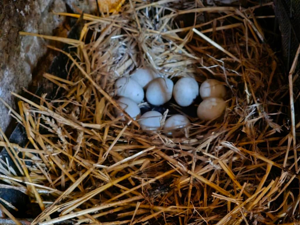 Eieren indische loopeend, Dieren en Toebehoren, Pluimvee, Geslacht onbekend, Eend