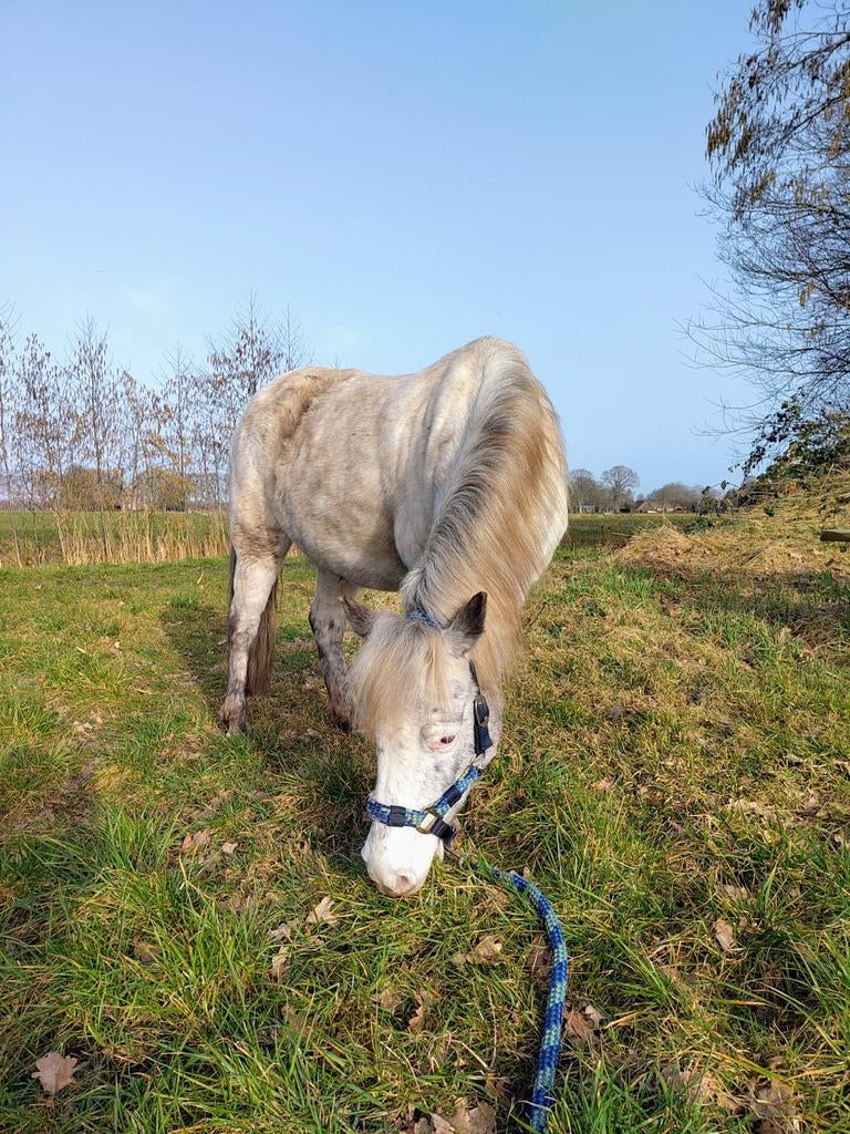 Stalling gezocht, Dieren en Toebehoren, Stalling